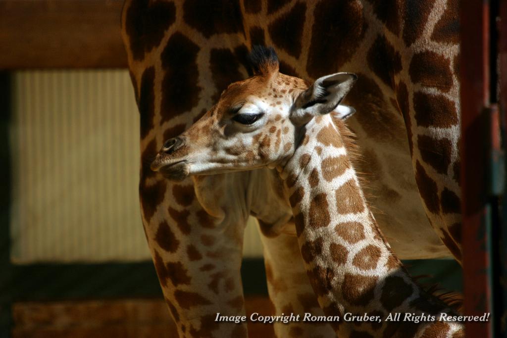 Picture: Little Giraffe - Uploaded at: 20.09.2007