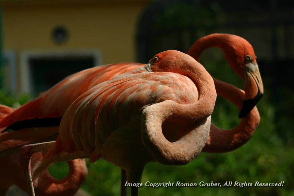 Picture: Flamingos - Uploaded at: 14.08.2007