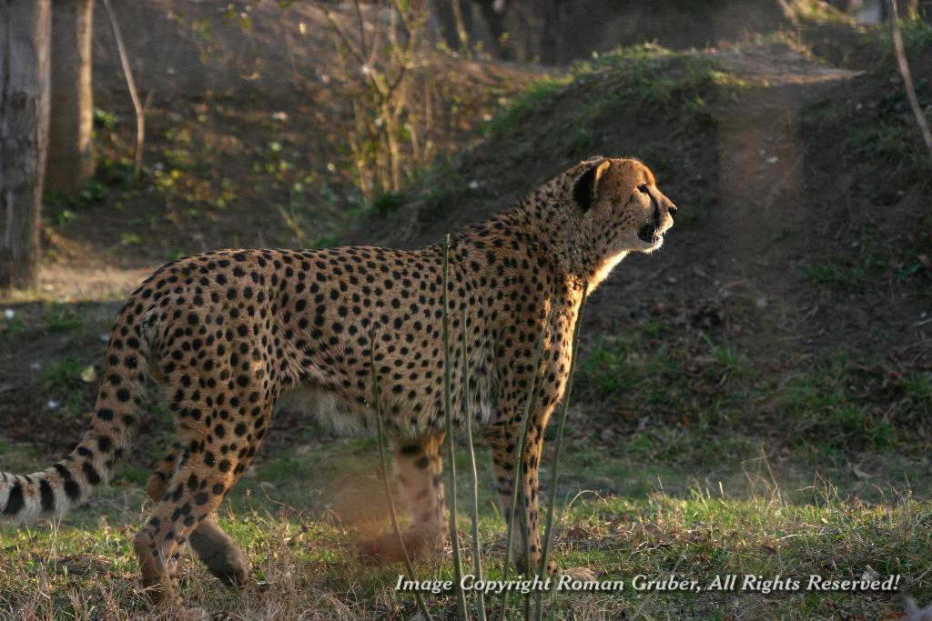 Picture: Cheetah, walking towards the sunset - Uploaded at: 28.02.2008