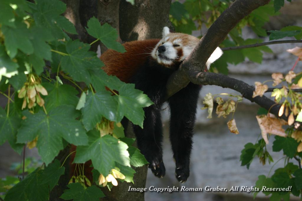 Picture: Red Panda hanging out in the Heat - Uploaded at: 20.07.2007