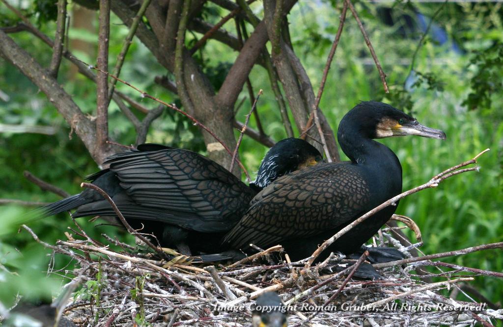 Picture: Great Cormorant pair - Uploaded at: 31.05.2007