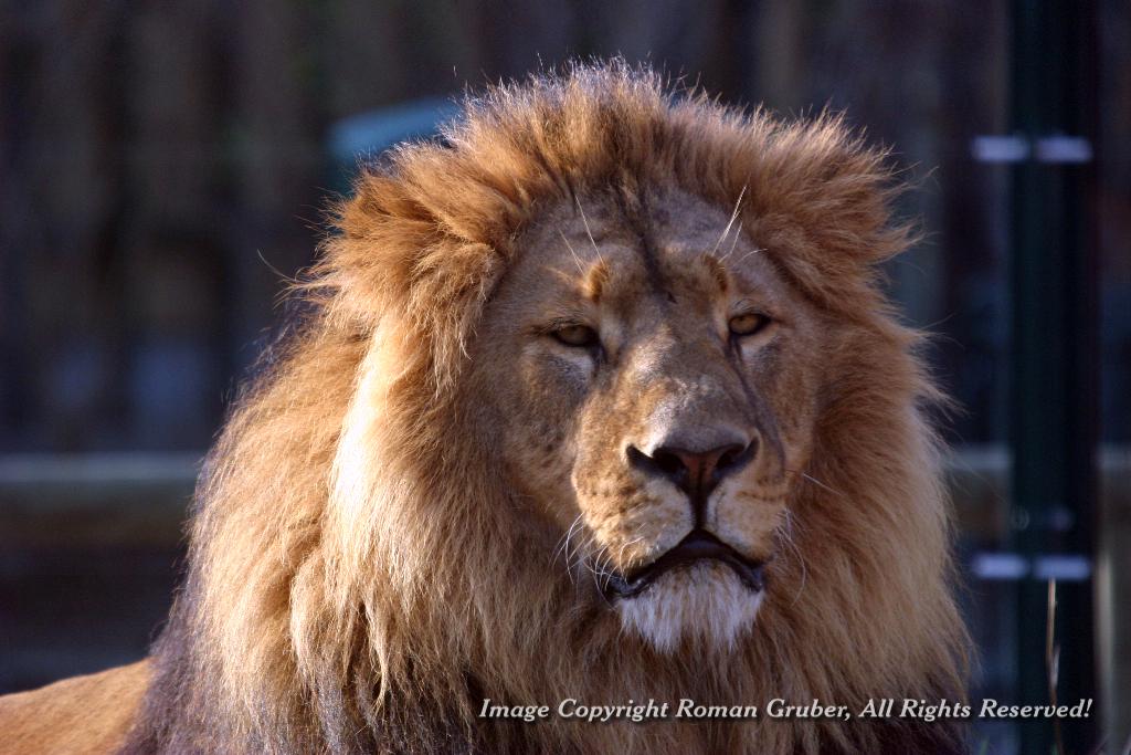 Picture: Lion, sunbathing - Uploaded at: 28.02.2008