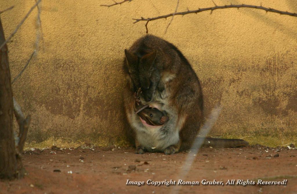 Picture: Kangaroo mother with child - Uploaded at: 28.02.2008