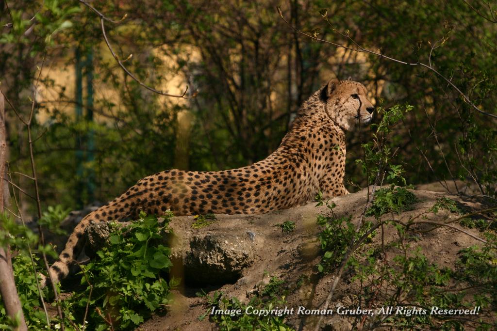 Picture: Cheetah, lounging - Uploaded at: 08.04.2008