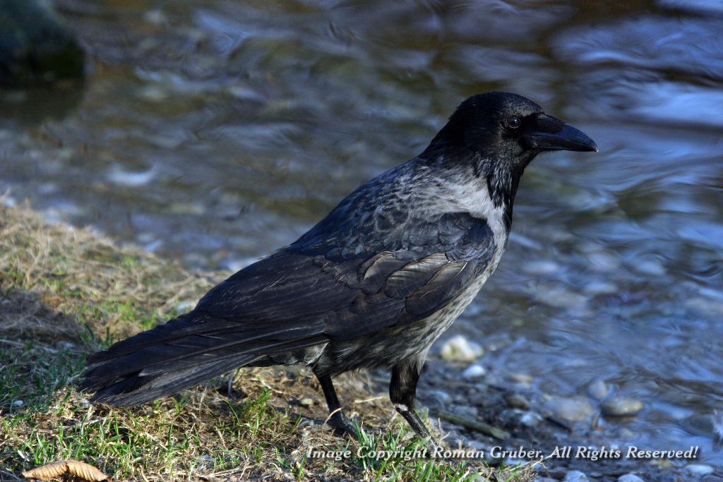 Picture: Crow, sneaking - Uploaded at: 28.02.2008