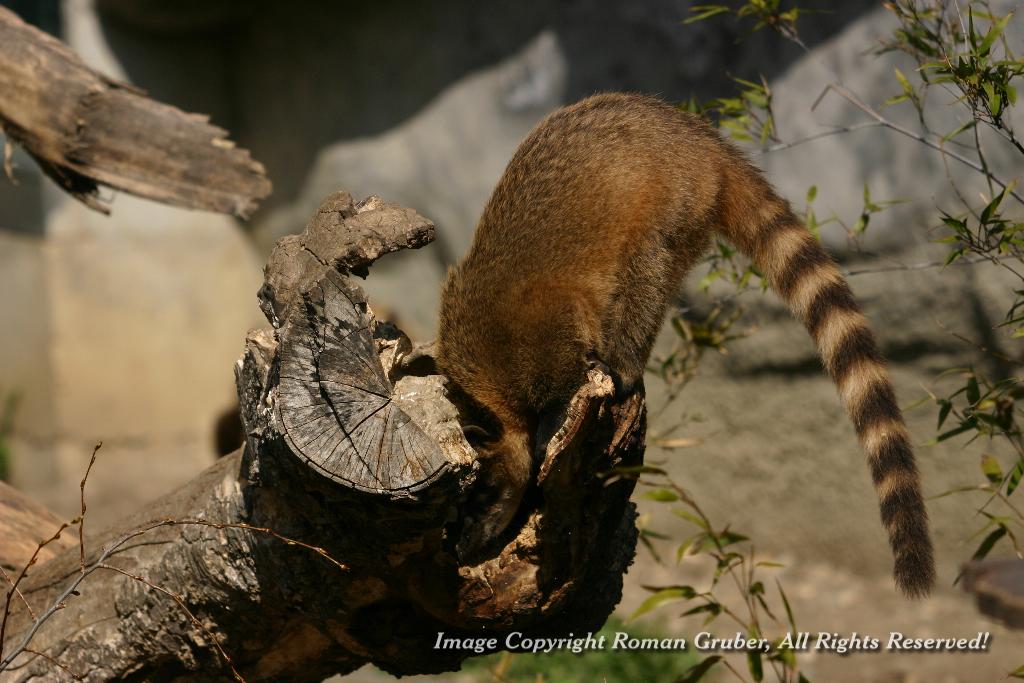 Picture: Ring-tailed coati, looking for food - Uploaded at: 08.04.2008