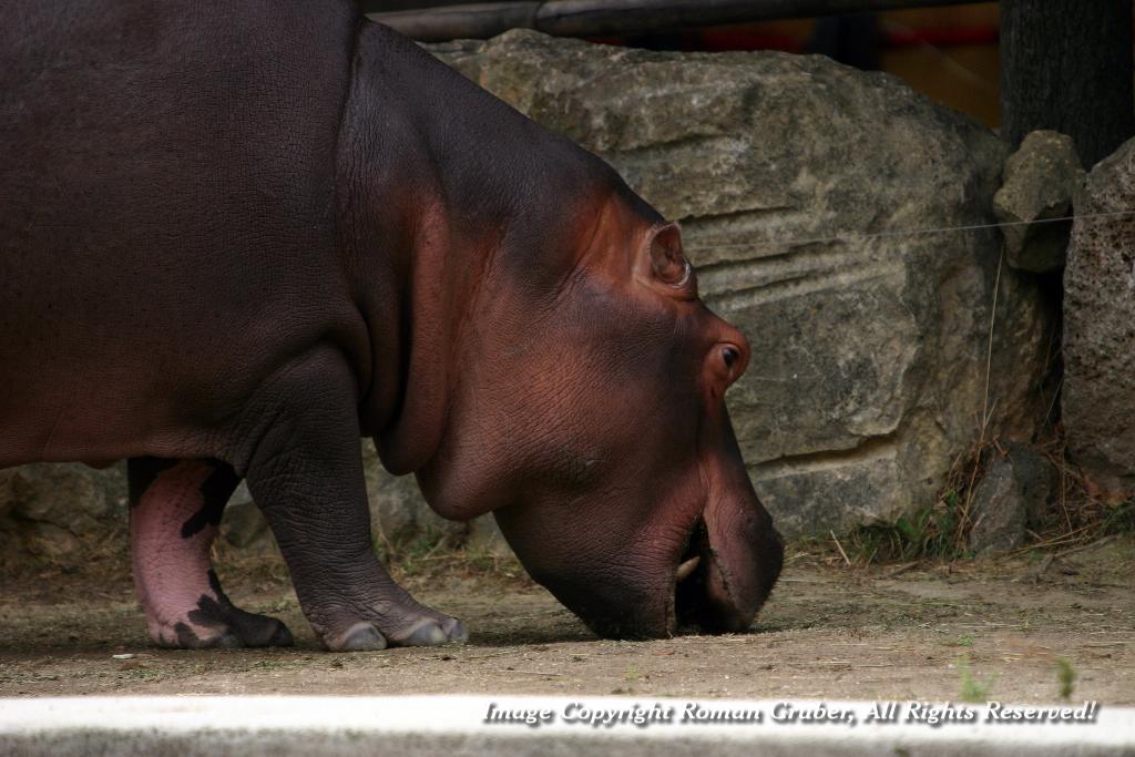 Picture: Feeding hippopotamus - Uploaded at: 28.08.2007