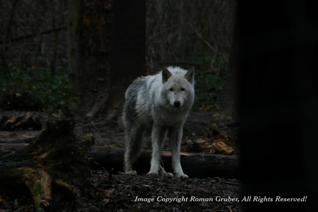 Picture: Curious Wolf - Uploaded at: 16.02.2007