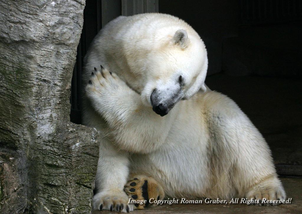 Picture: Polar Bear, scratching - Uploaded at: 31.05.2007