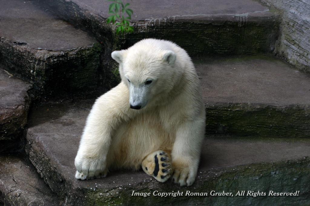 Picture: Polar bear cub, lounging - Uploaded at: 17.07.2008