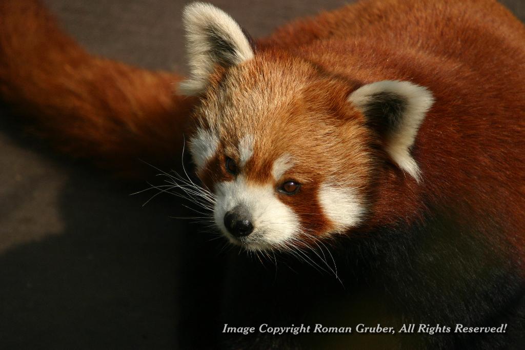 Picture: Red Panda - Uploaded at: 28.03.2007