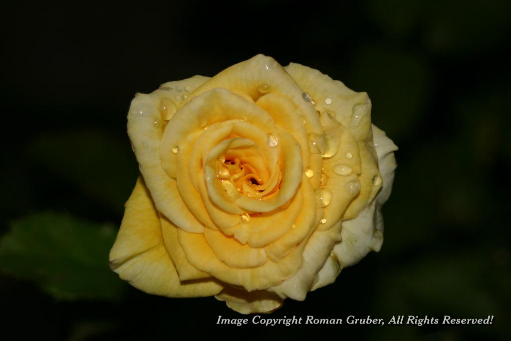 Picture: Rose with dew - Uploaded at: 17.12.2006