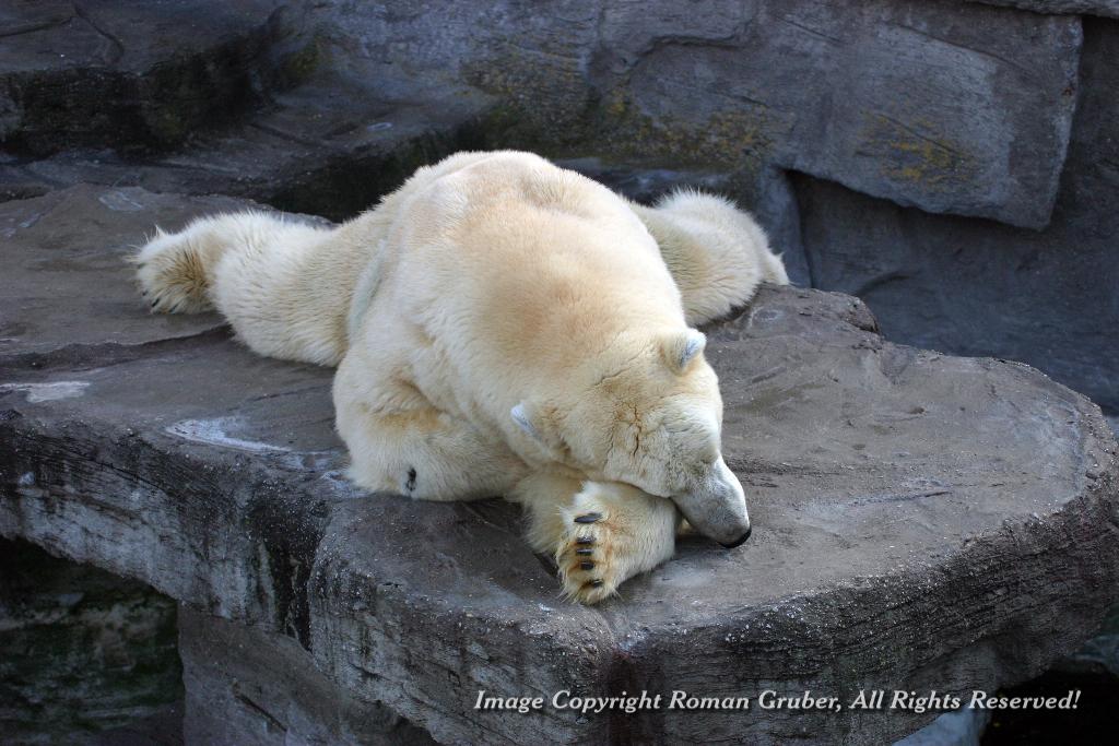 Picture: Polar Bear, lazy - Uploaded at: 28.02.2008
