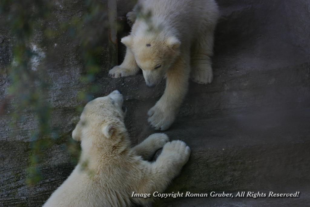 Picture: Polar Bear cubs at play - Uploaded at: 08.04.2008