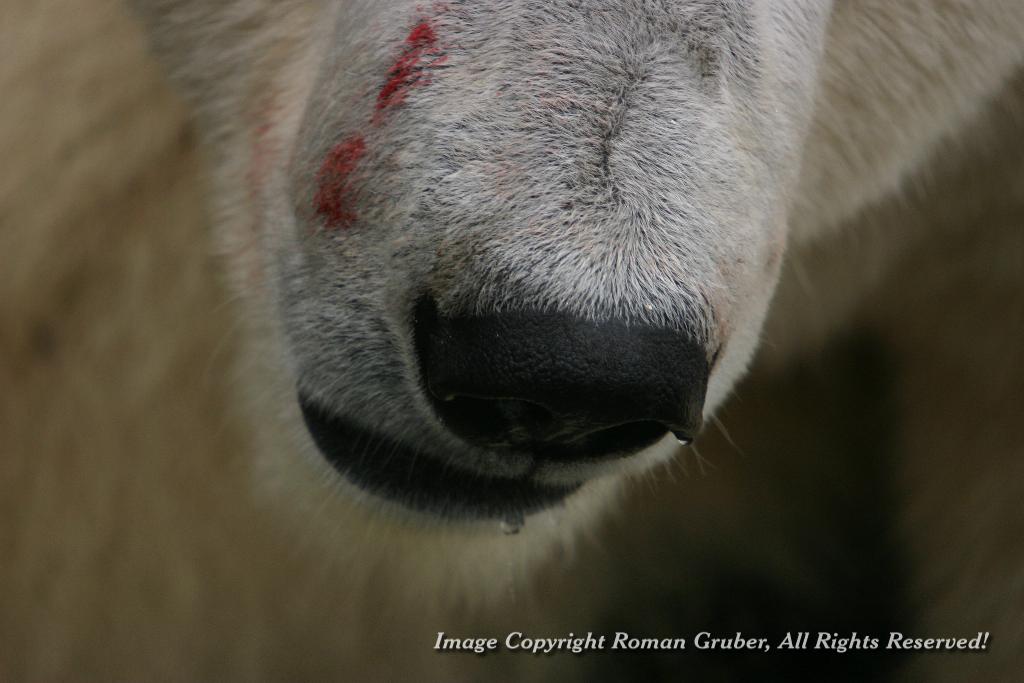 Picture: Polar Bear&#39;s nose - Uploaded at: 17.12.2006
