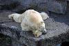 Polar Bear, lazy